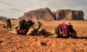 Living-in-Jordan-as-Expat-Camels-Wadi-Rum